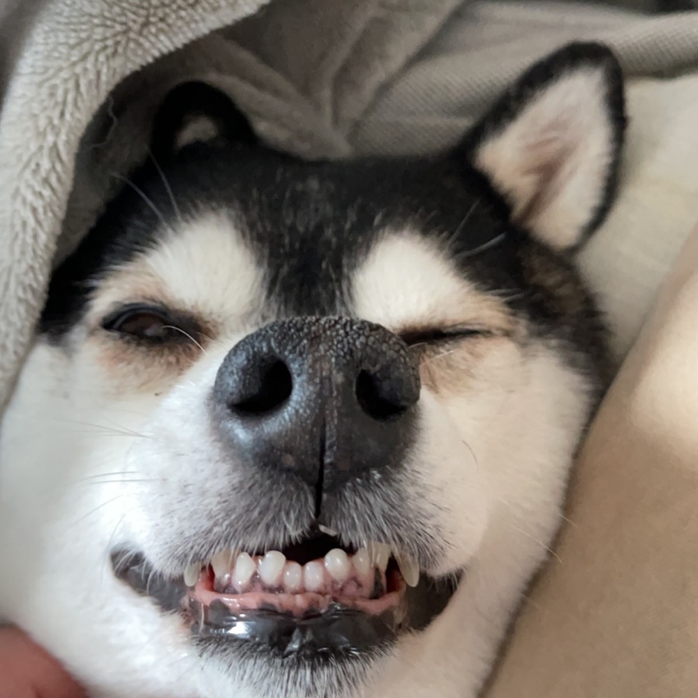 Meet your Posher, Peter